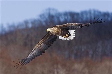 三上悠亚性爱片：霓虹偶像经纪人，极速赛道的双重人生经营之旅-2