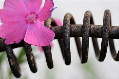 婷挺丁花五月：墨西哥花海竞速指南，五月赛季限定车辆与调校全解析