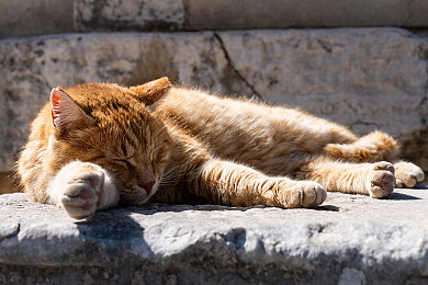 看料.今日看料-美好生活,从今日开始：极限竞速地平线5驰骋墨西哥，开启你的自由驾驶之旅