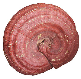 网站你懂我：极限竞速地平线5深度评测，开放世界竞速新标杆如何重塑驾驶体验