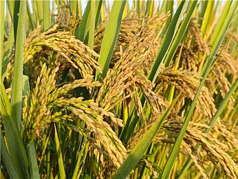 男生和女生啪啪啪的软件：双人协同驾驶新纪元，极速拍档引领默契竞速体验-1