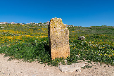 免费下载黄色软件oppo.：霓虹都市，极速穿梭，光影交织的竞速艺术