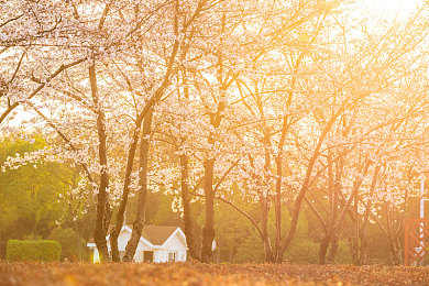 夜晚禁用：光为弹药暗为敌，驾驶生存新定义-2