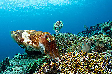 一品鲍分练中心：《极速纪元》驾控殿堂揭秘，三大关键攻略助你从新手进阶职业车手