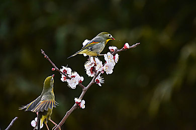 禁止18APP：虚拟公路上的道德限速器，赛车手与公民的双重身份试炼场