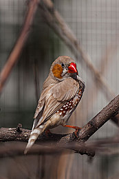 打扑克牌又疼又叫的视频软件下载：融合卡牌策略与赛车竞速，扑克牌赛道进阶攻略今日揭晓