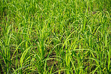 我爱大香蕉：当荒诞座驾邂逅硬核物理，这款赛车新游以奇葩造型引爆驾驶乐趣