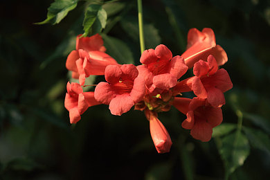 黑料51：极限扭矩隐藏彩蛋，硬核调校揭秘赛车工程模拟新境界