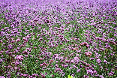 爱琴岛官网入口：竞速新作今日上线，浪漫爱琴海赛道等你征服-1