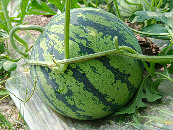 2024黄片：《极限竞速：地平线2024》全新黄色主题赛事上线，动态视觉与硬核操控引爆竞速狂潮