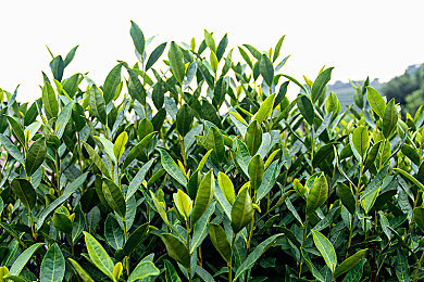 红猫大本猫营：萌系赛车手登场，改装狂潮席卷街头赛道