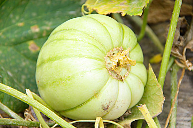 六十路近亲相祖母：穿越时光血脉，揭开家族伦理谜团之旅