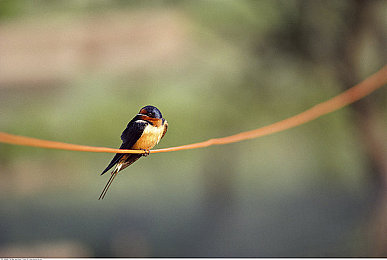 一个释放蝌蚪窝的网站：《进化池塘》今日更新，揭秘稀有金色物种的终极孵化条件