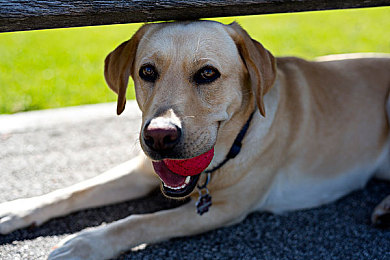 男生和女生一起拆拆拆很痛的轮滑鞋app大全：竞速新作今日上线，双人协作拆解改装引爆赛道狂潮
