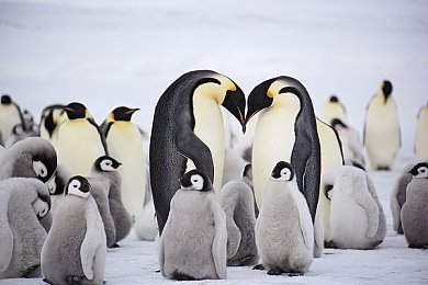 男生和女生一起拆拆塔：情侣携手共推塔，王者峡谷默契攻略全解析