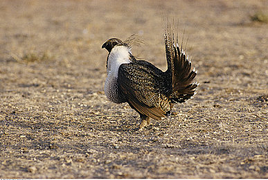 三个老外换着躁我：异域引擎交响曲，墨西哥地平线上的多国车队狂飙诗篇