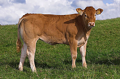 国厂AV：铁骑轰鸣，虚拟战场上的国产装甲诗篇