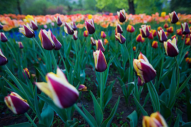成人黄色软件下载大全：极速狂飙街头竞速传奇，沉浸式地下赛车世界深度攻略-1