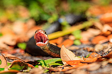又叫又痛打扑克：极速牌局狂飙赛道，策略与速度的心理博弈
