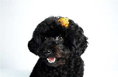 色狼app：赛博竞速新作引爆热潮，都市夜飙与智能逃脱重塑驾驶体验-2