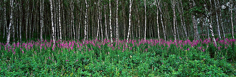 javascript中国免费：驾驭代码引擎，体验极速狂飙的编程赛车之旅