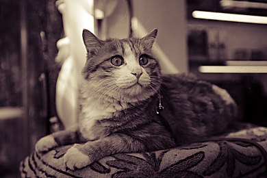 中国国产一级毛卡片：疾风卡片革新竞速玩法，顶级改装卡开启策略狂飙之旅