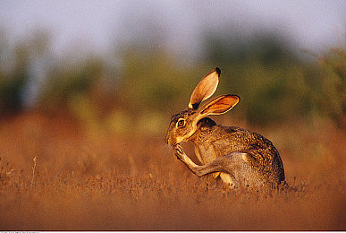 黄色软件APP免费下载3.0.3：极速狂飙新版上线，黄昏赛道与限定跑车攻略全解析