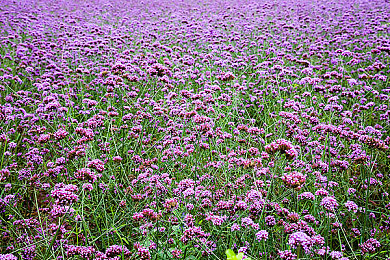 8x华人：龙纹涂装飞驰墨西哥，华人车队极限竞速艺术解析-1