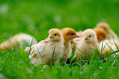 国精产品一：驾驭东方速度，驰骋未来之路