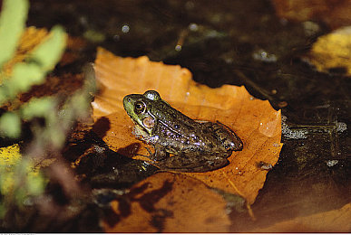 火影18:疾风赛道结印对决,忍术竞速全新体验-3