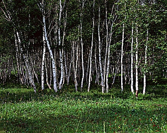 紫色面具小女孩张婉莹同款面具：幻夜之面全新竞速道具揭秘，隐藏技能与赛道哲学引发热议