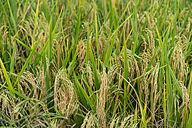 91麻豆天美传媒：从零开始，打造属于你的虚拟娱乐帝国，体验真实商业策略