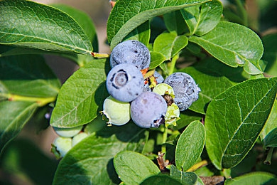 后进圆润大臀:虚拟赛车尾部曲线揭秘,空气动力学如何影响你的过弯稳定性-3