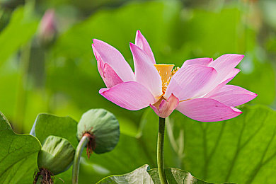 黄色aPP2023：复古像素赛车狂飙，2023年移动端竞速新体验-1