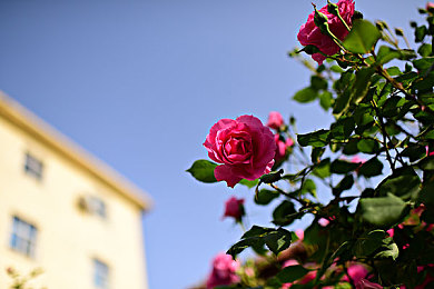 国产成人av影片：速度之心，国产改装师的都市竞速传奇