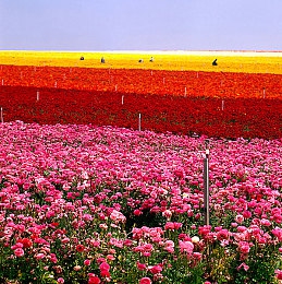 xgua99.tv：征服墨西哥地平线，极限竞速5开启开放世界竞速盛宴