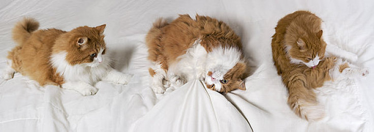 艹逼应用:驾驭猛兽,征服墨西哥极限地貌的狂野之旅-2