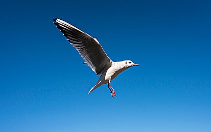 一级二区：征服墨西哥赛道，从调校到竞速的终极进阶指南