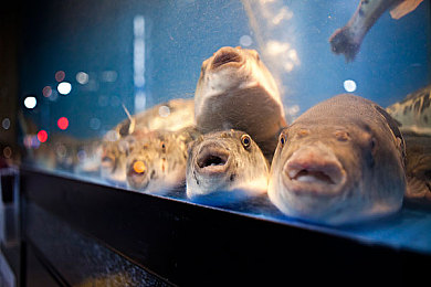 裸体美女应用：极速幻影登场，自定义艺术与硬核竞速的完美融合-2