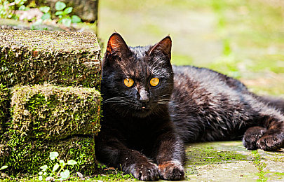 免费黄色软件vivo：霓虹光影间，掌中竞速新纪元的狂想曲