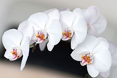 拳头交后啤酒瓶交：《飙车狂怒：街头争霸》今日上线，融合格斗竞速的双重街头对决