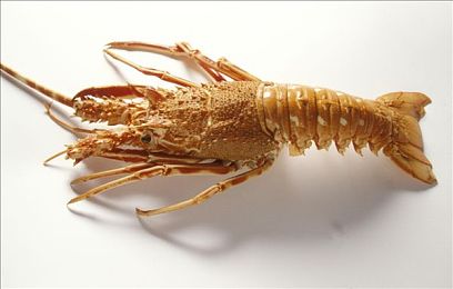 打扑克又叫痛：卡牌策略与硬核驾驶融合，全新游戏类型引爆玩家热议