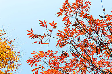 军人裸体：硬核军迷新宠，钢铁雄心战场载具今日上线，绝境改装载具杀出重围