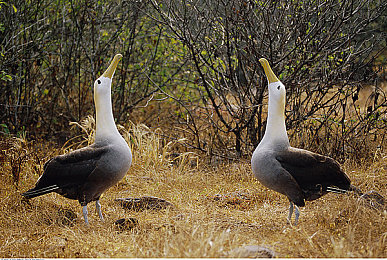 vivo版黄色软件：霓虹轨迹上的赛博狂想，未来都市极速幻想曲