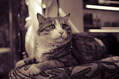 麻豆91天美：昼夜疾驰九十一日，自定义车手征服未来都市