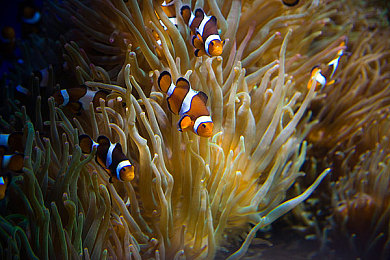 阿娇吃鸡动态壁纸大全：绝地求生玩家生态新潮，战术竞技文化渗入数字生活日常