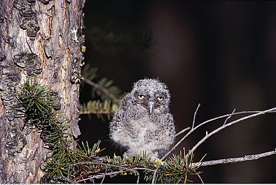 在床上拔萝卜：机甲农耕纪元，未来种植床上的精密收获革命-1