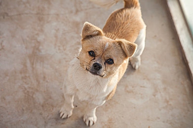 美女和男生搞基软件：竞速新作今日上线，虚拟拍档系统重塑合作驾驶体验-2
