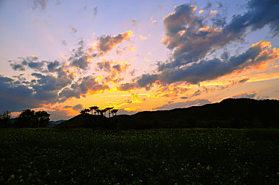 人猿泰山,意大利三级片电影：驾驭钢铁猛兽，征服原始丛林，体验极限竞速的狂野之旅-2