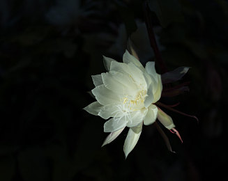 东京热app免费版下载：极速狂飙东京街头，免费体验热血竞速新境界